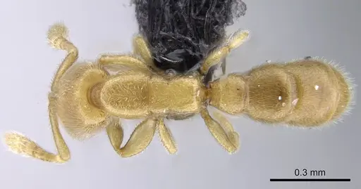 Prionopelta laurae specimen CASENT0046149 image casent0046149_1