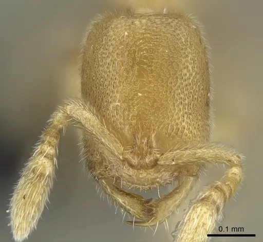 Prionopelta laurae specimen CASENT0046149 image casent0046149_2