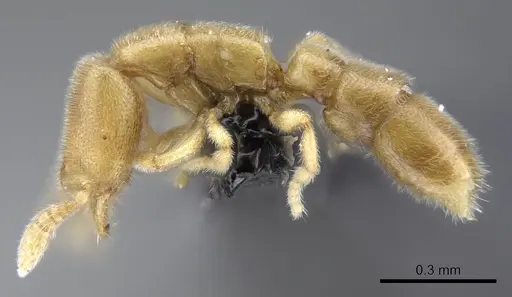 Prionopelta laurae specimen CASENT0046149 image casent0046149_3