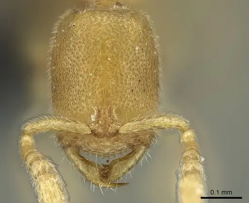 Prionopelta laurae specimen CASENT0046151 image casent0046151_1