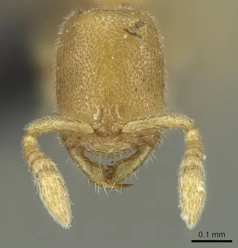 Prionopelta laurae specimen CASENT0046151 image casent0046151_2