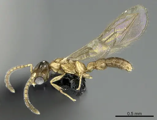 Prionopelta laurae specimen CASENT0057023 image casent0057023_1