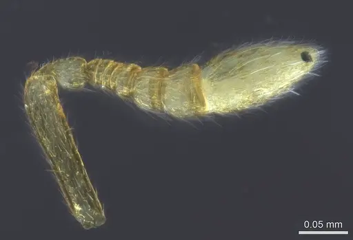 Prionopelta laurae specimen CASENT0141731 image casent0141731_1