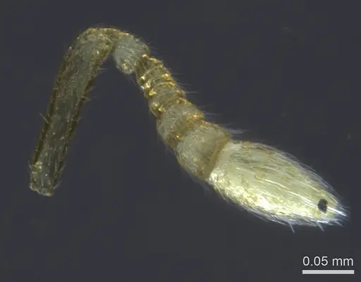 Prionopelta laurae specimen CASENT0141731 image casent0141731_2