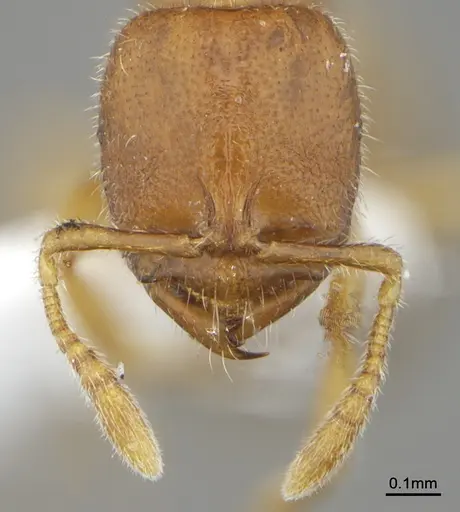 Prionopelta menininha specimen DZUP549778 image dzup549778_2