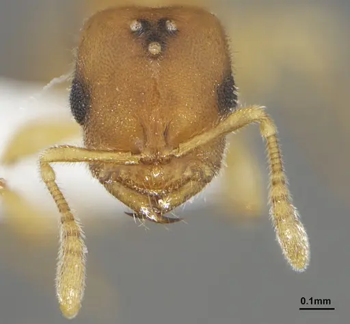 Prionopelta minuta specimen ANTWEB1041474 image antweb1041474_2