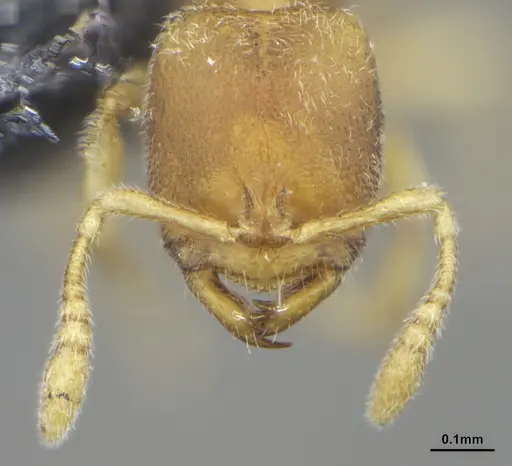 Prionopelta minuta specimen ANTWEB1041475 image antweb1041475_2