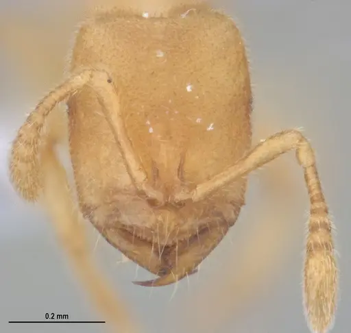 Prionopelta minuta specimen ANTWEB1053839 image antweb1053839_1