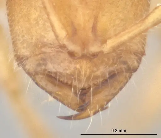 Prionopelta minuta specimen ANTWEB1053839 image antweb1053839_2