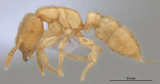 Prionopelta minuta specimen ANTWEB1053839 image antweb1053839_3