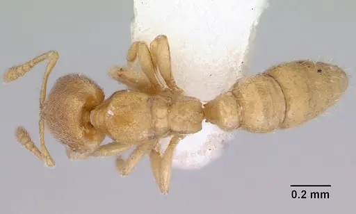 Prionopelta minuta specimen CASENT0172311 image casent0172311_1