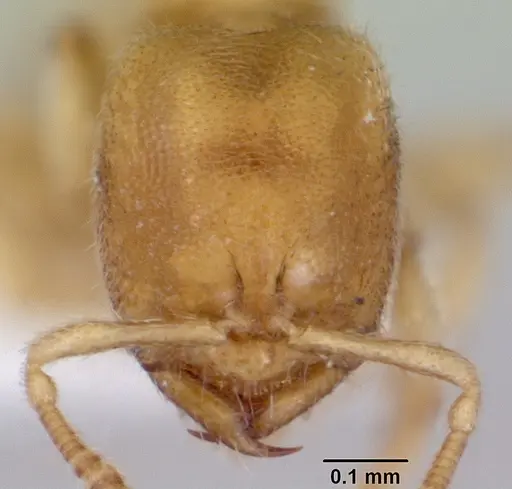 Prionopelta minuta specimen CASENT0172311 image casent0172311_2