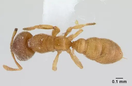Prionopelta minuta specimen CASENT0179474 image casent0179474_1
