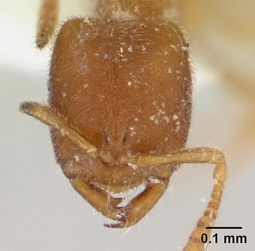 Prionopelta minuta specimen CASENT0179474 image casent0179474_2