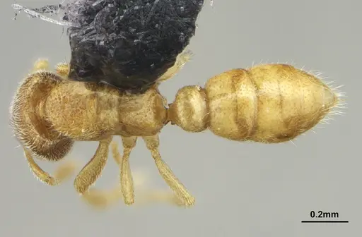 Prionopelta minuta specimen DZUP549780 image dzup549780_1