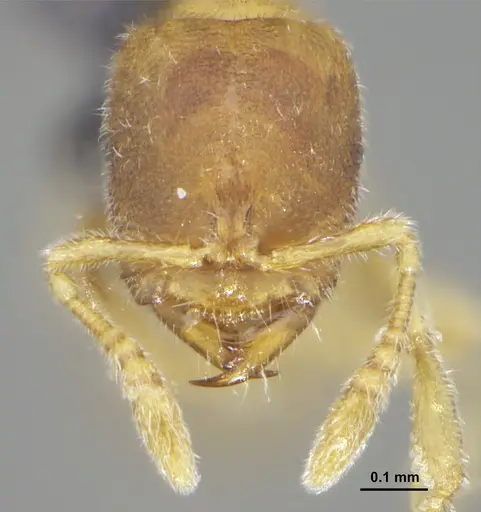 Prionopelta minuta specimen DZUP549780 image dzup549780_2