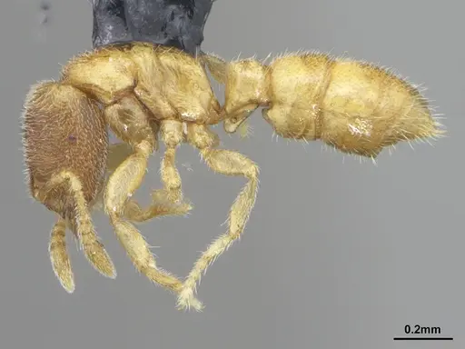 Prionopelta minuta specimen DZUP549780 image dzup549780_3