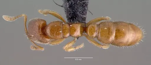 Prionopelta modesta specimen CASENT0039774 image casent0039774_1