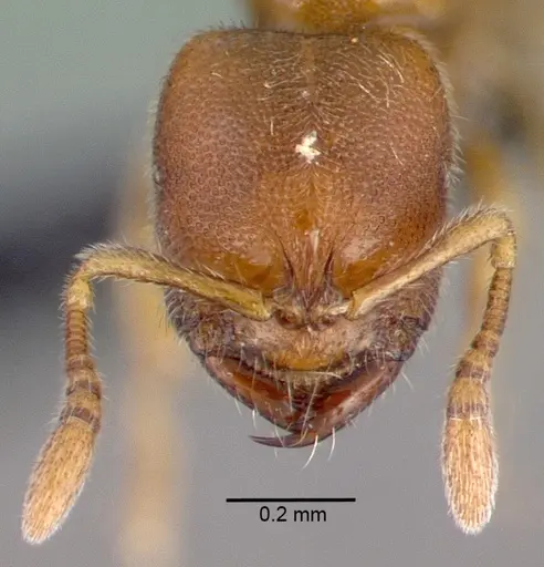 Prionopelta modesta specimen CASENT0039774 image casent0039774_2