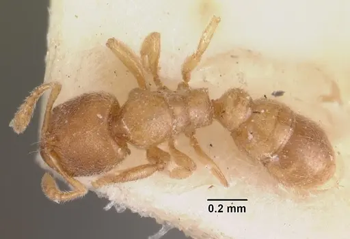 Prionopelta modesta specimen CASENT0102527 image casent0102527_1