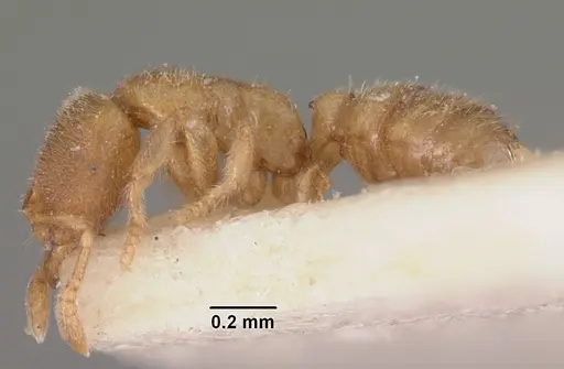 Prionopelta modesta specimen CASENT0102527 image casent0102527_3