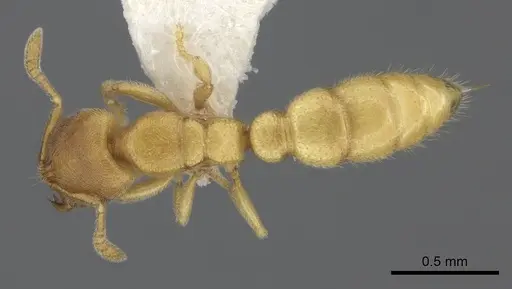 Prionopelta modesta specimen CASENT0260466 image casent0260466_1