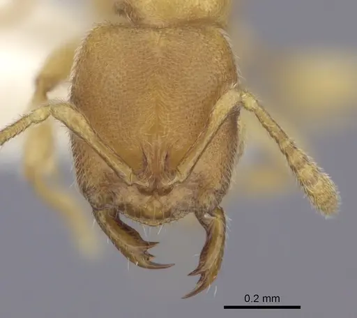 Prionopelta modesta specimen CASENT0260466 image casent0260466_2
