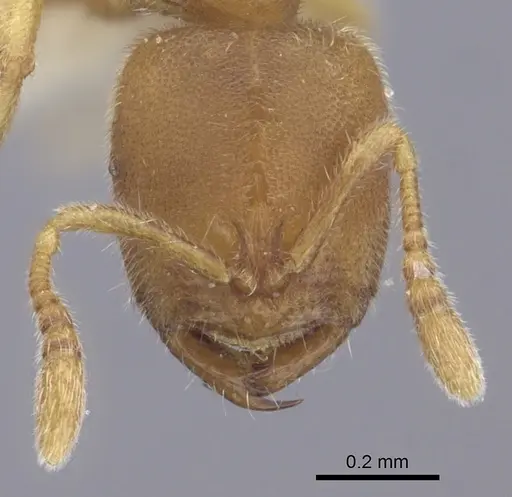 Prionopelta modesta specimen CASENT0260467 image casent0260467_2