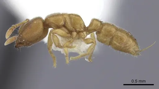 Prionopelta modesta specimen CASENT0260467 image casent0260467_3