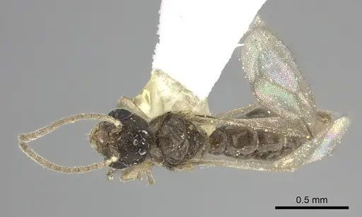 Prionopelta modesta specimen CASENT0615793 image casent0615793_1