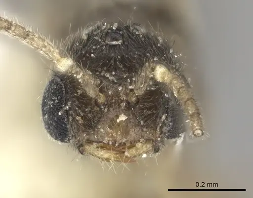 Prionopelta modesta specimen CASENT0615793 image casent0615793_2