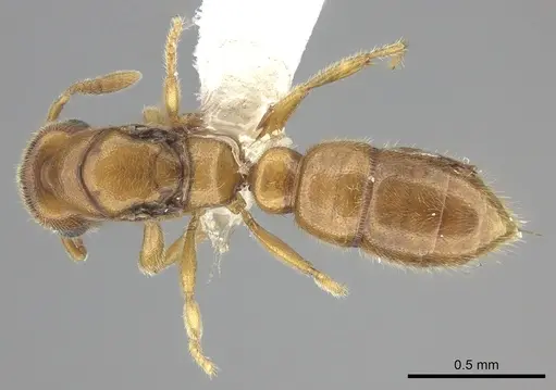 Prionopelta modesta specimen CASENT0618342 image casent0618342_1