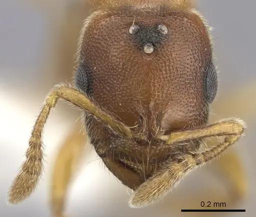 Prionopelta modesta specimen CASENT0618342 image casent0618342_2
