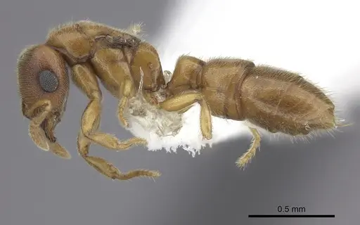 Prionopelta modesta specimen CASENT0618342 image casent0618342_3
