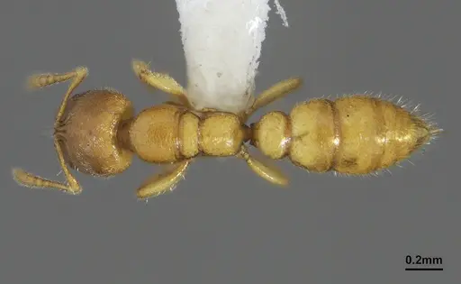 Prionopelta modesta specimen CASENT0636747 image casent0636747_1