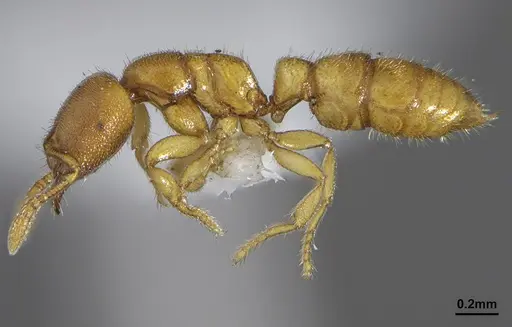 Prionopelta modesta specimen CASENT0636747 image casent0636747_3