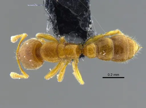 Prionopelta modesta specimen CBUMAGENT42080 image cbumagent42080_1