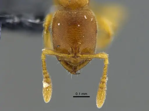 Prionopelta modesta specimen CBUMAGENT42080 image cbumagent42080_2