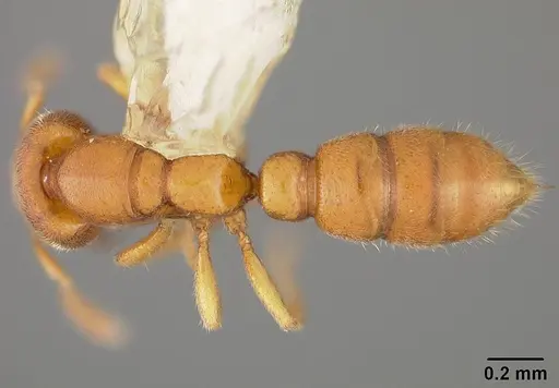 Prionopelta modesta specimen USNMENT00418417 image usnment00418417_1
