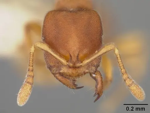 Prionopelta modesta specimen USNMENT00418417 image usnment00418417_2
