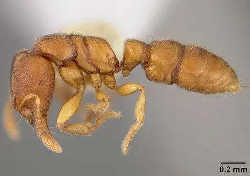 Prionopelta modesta specimen USNMENT00418417 image usnment00418417_3