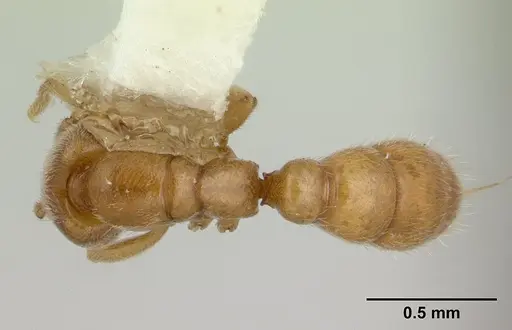 Prionopelta nominata specimen CASENT0100378 image casent0100378_1