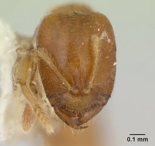 Prionopelta nominata specimen CASENT0100378 image casent0100378_2
