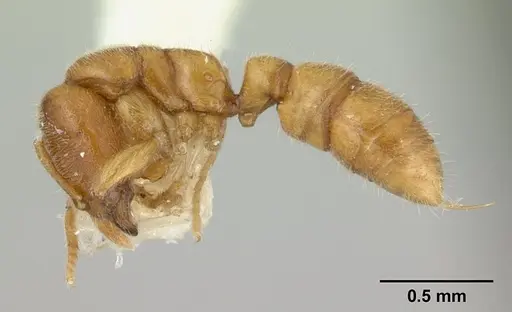 Prionopelta nominata specimen CASENT0100378 image casent0100378_3