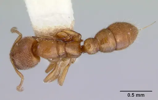 Prionopelta nominata specimen CASENT0172308 image casent0172308_1