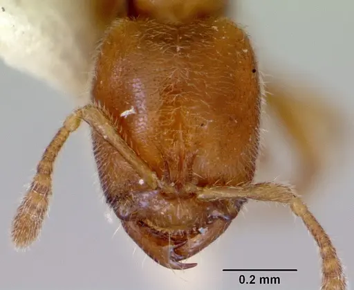 Prionopelta nominata specimen CASENT0172308 image casent0172308_2
