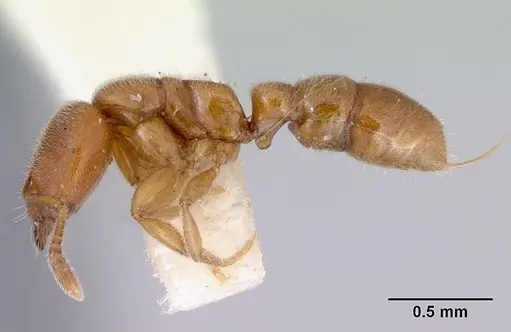Prionopelta nominata specimen CASENT0172308 image casent0172308_3