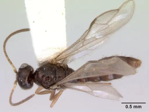 Prionopelta nominata specimen CASENT0172309 image casent0172309_1