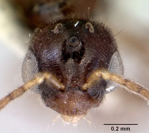 Prionopelta nominata specimen CASENT0172309 image casent0172309_2