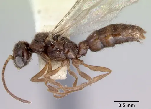 Prionopelta nominata specimen CASENT0172309 image casent0172309_3